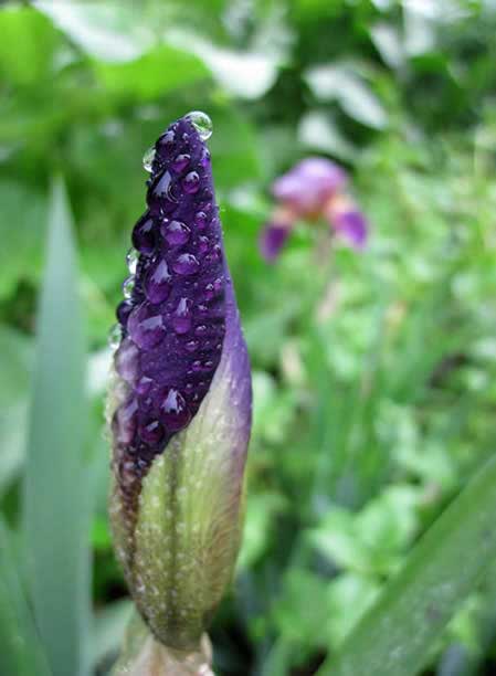 Purple budding iris