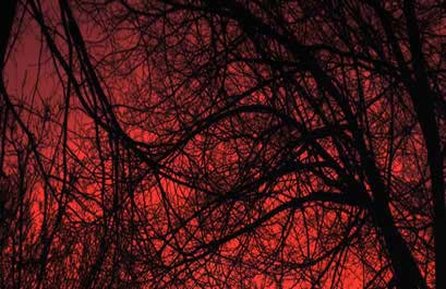 a pink morning sky through leafless trees