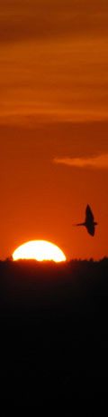 bird in flight a orange sky in Nebraska