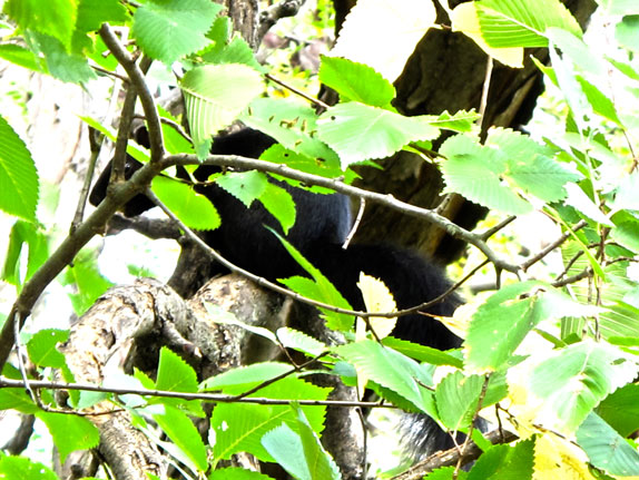 black squirrel hidden in tree leaves