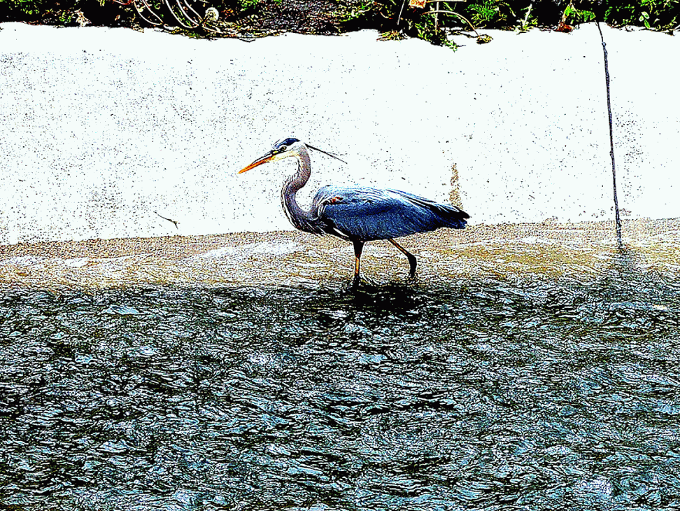 An animated image of a Great Blue Heron in Antelope creek, along the bike trail in Lincoln Nebraska