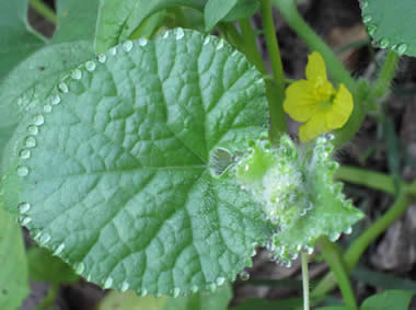 dew ring dropplets around a green leaf