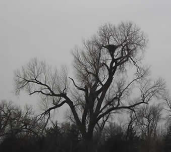eagles nest in dead tree