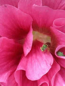 A Green Bee in a Pink Hollyhock Blossom