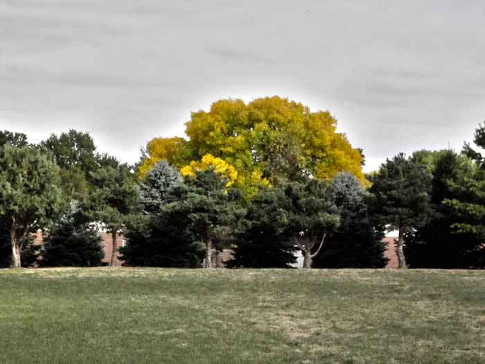 The Magnificent Riley School Tree