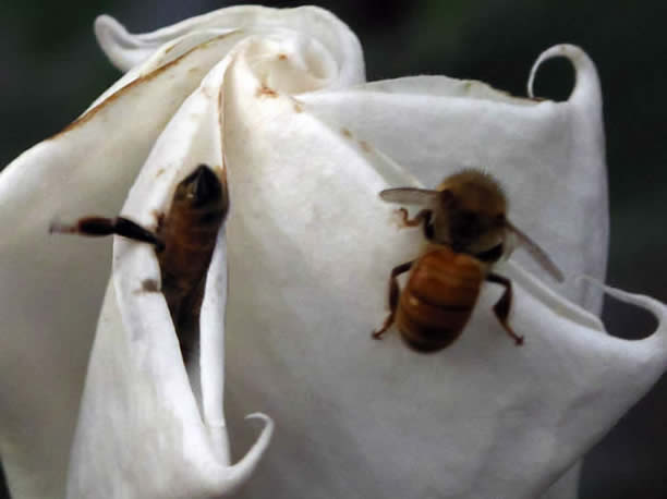 bees in love with a white floewr