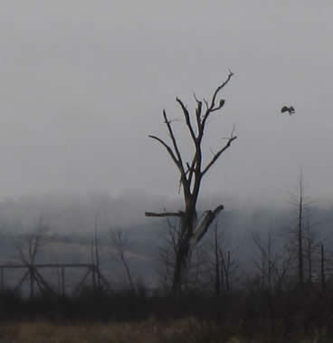a tall dead tree serving as an Eagle perch Niobrara state park