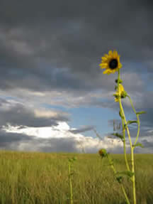 Sunflower on the prairie