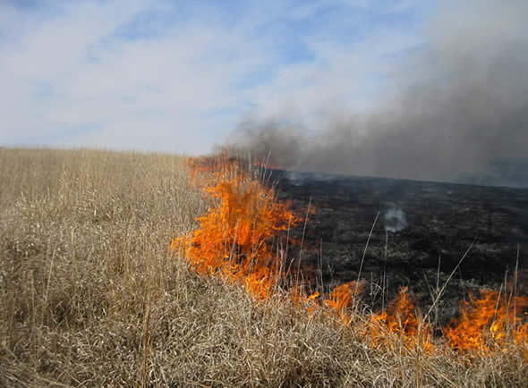 cross section of burning prairie