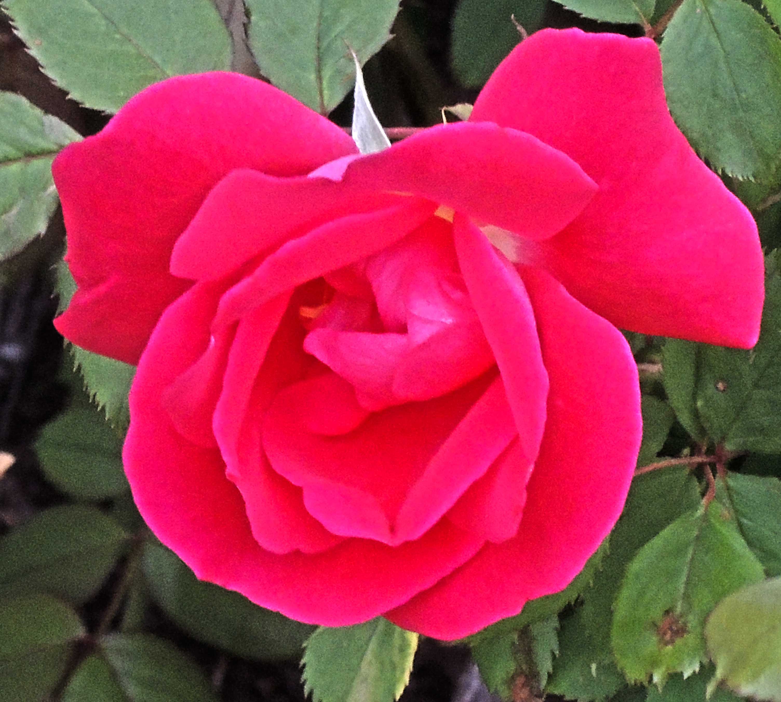 a blooming rose in springtime