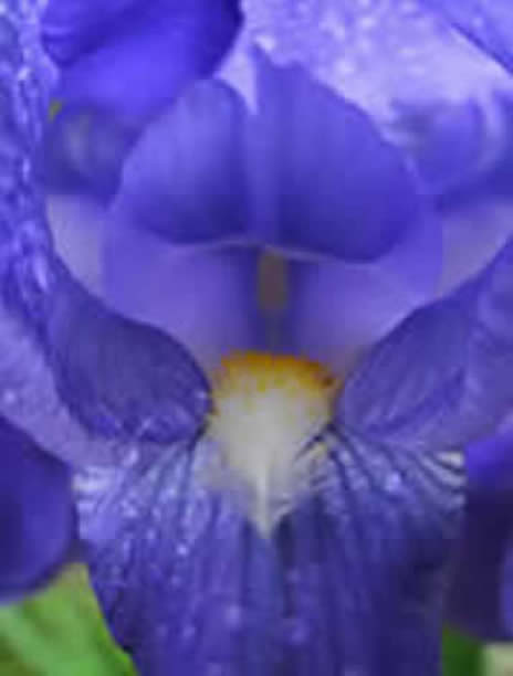 photograph of beautiful fuzzy blue Iris