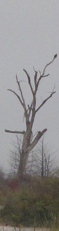 eagles in a tree at Niobrara State Park Nebraska, USA.